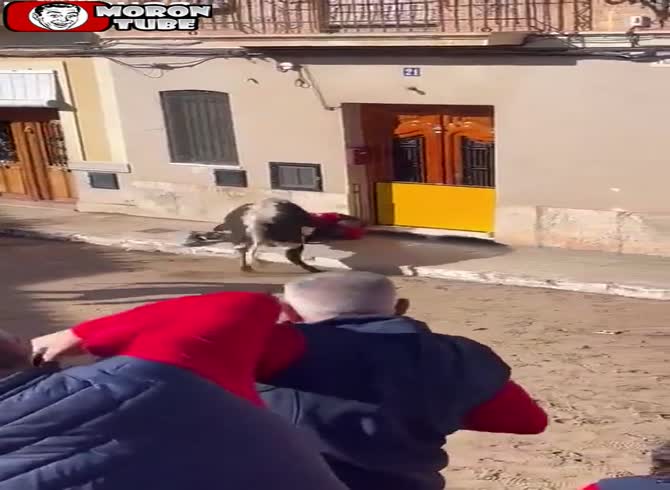 Video :He searches for a bull and eventually locates one!